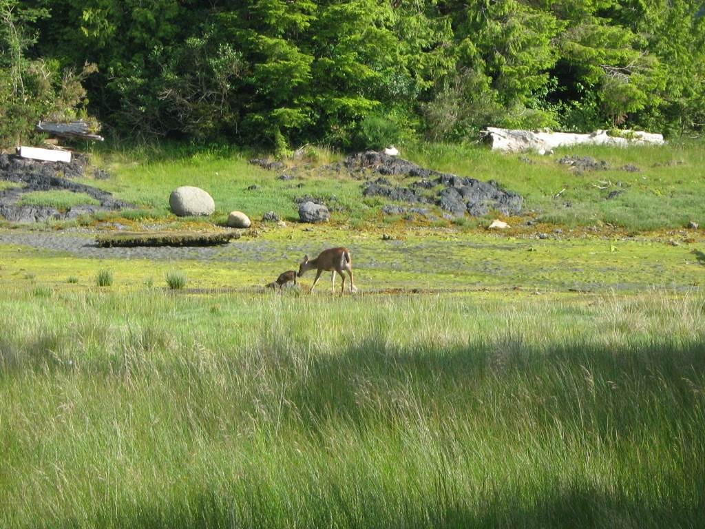 Waters Edge Shoreside Suites Ucluelet Bagian luar foto